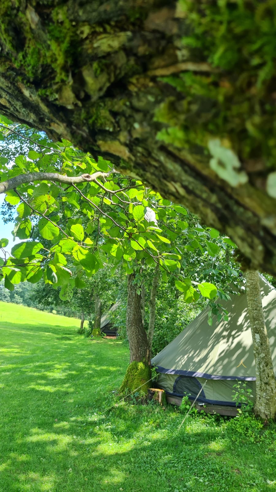 Glamping palapinė pro medžio šakas